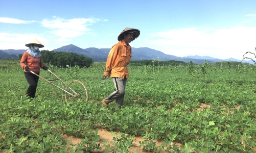 Hỗ trợ sinh kế, thích ứng biến đổi khí hậu cho 1.000 hộ nông dân sản xuất nhỏ, phụ nữ dân tộc thiểu số Quảng Trị