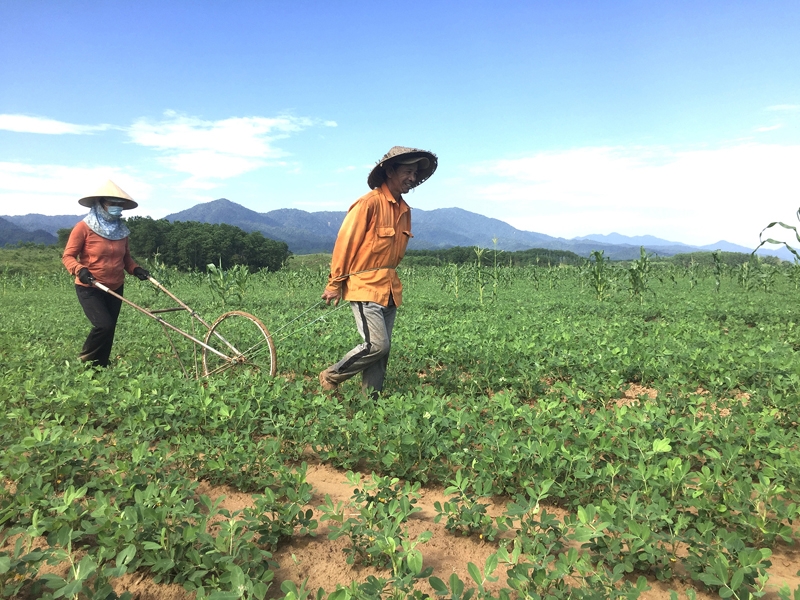 Chăm sóc cây lạc ở Ba Lòng, huyện Đakrông. Ảnh: Đan Tâm