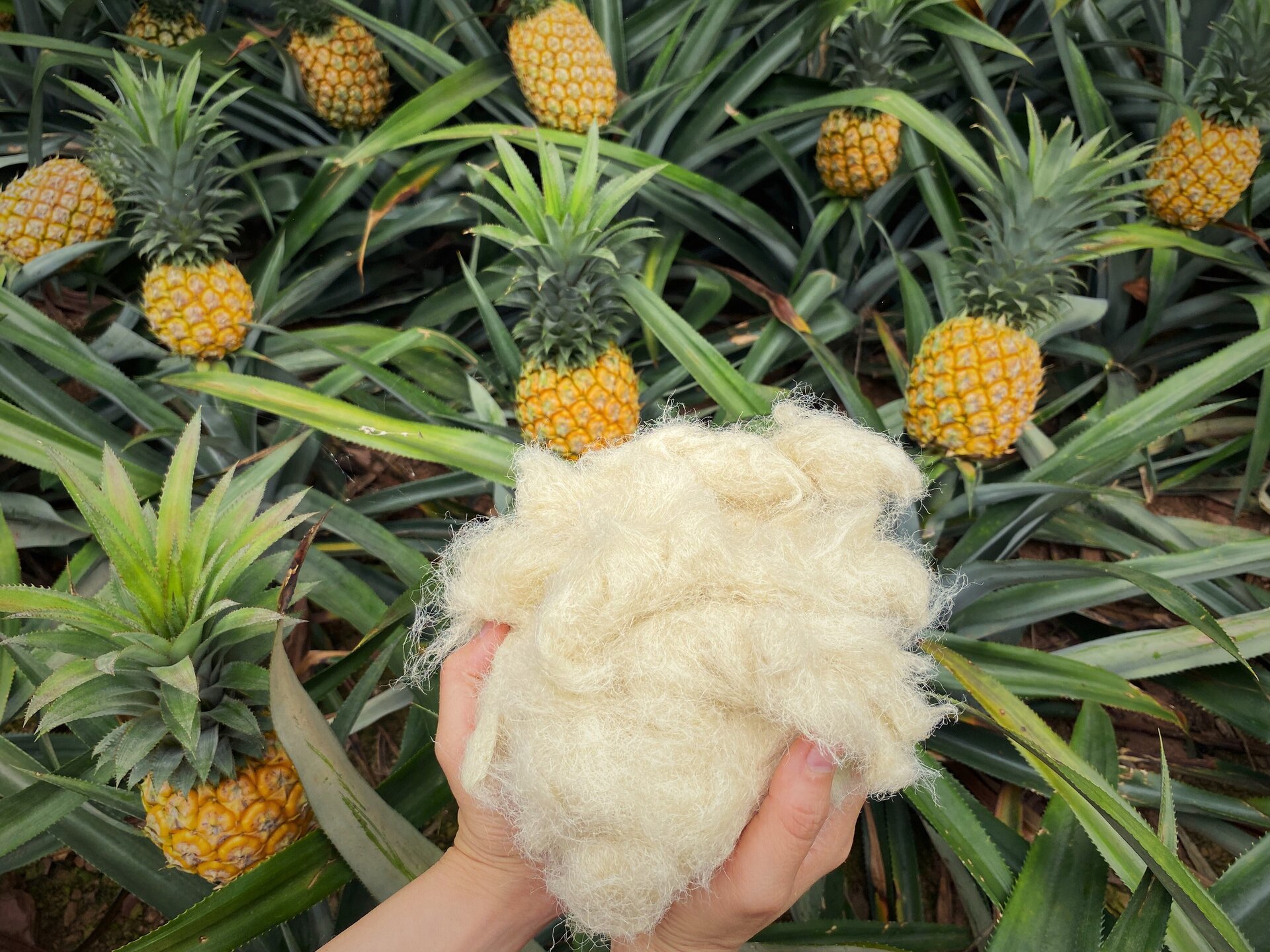 Ảnh: Ecosoi