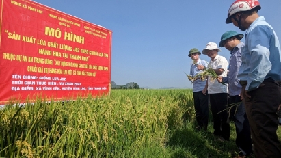 Thanh Hoa targets premium rice exports to Japanese, EU and US markets