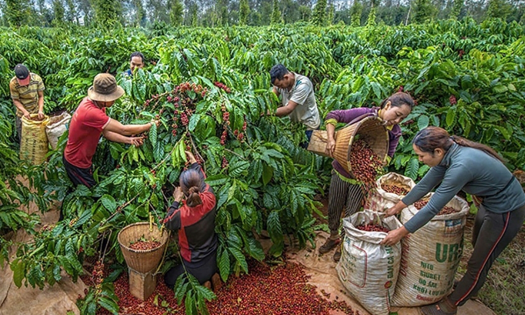 Xuất khẩu cà phê tiếp tục là điểm sáng nổi bật trong 6 tháng đầu năm 2025.