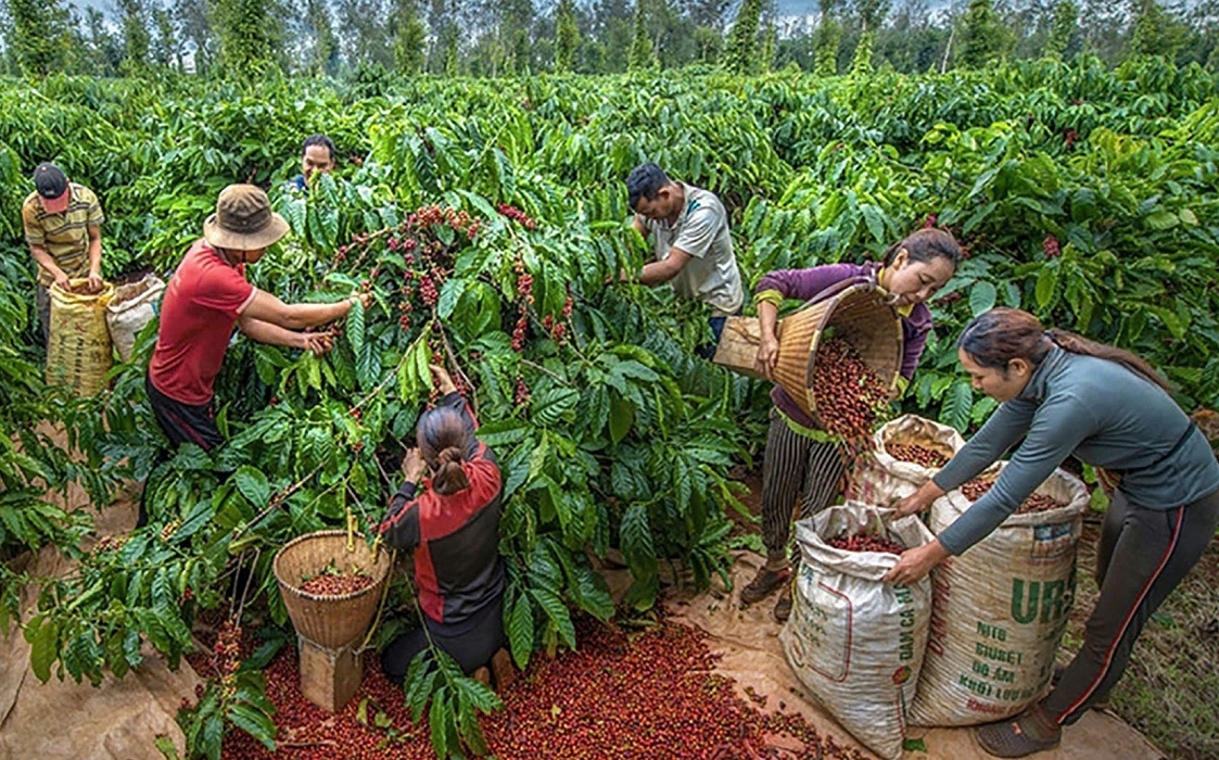 Xuất khẩu cà phê tiếp tục là điểm sáng nổi bật trong 6 tháng đầu năm 2025.