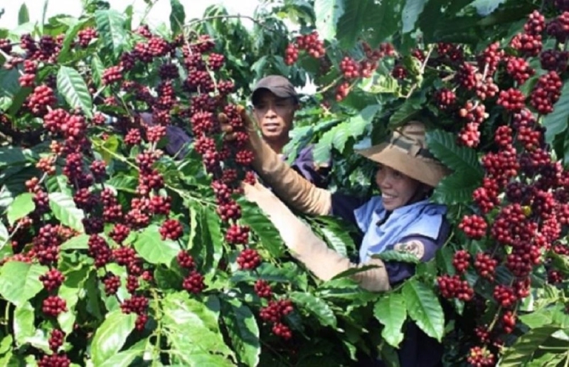 Vietnam's coffee export revenue hits record high of $5.47 bln in H1