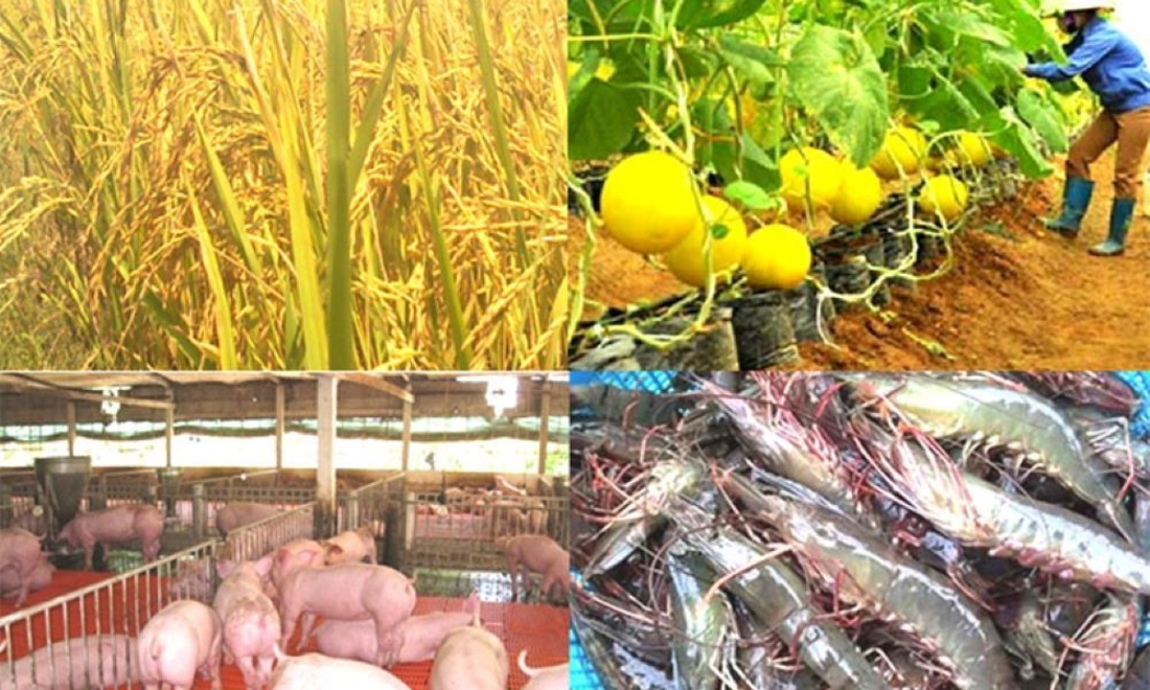 Sản xuất nông nghiệp 6 tháng đầu năm 2025 tiếp tục tăng trưởng tích cực.