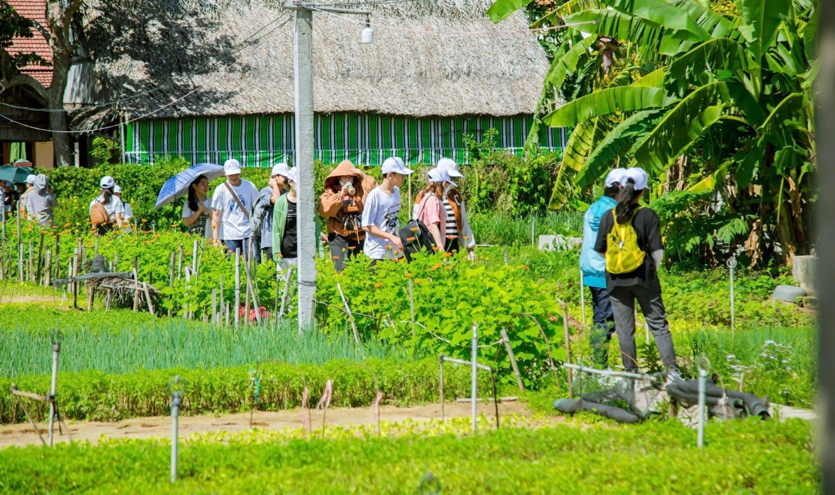 Làng rau Trà Quế rất thu hút khách quốc tế.