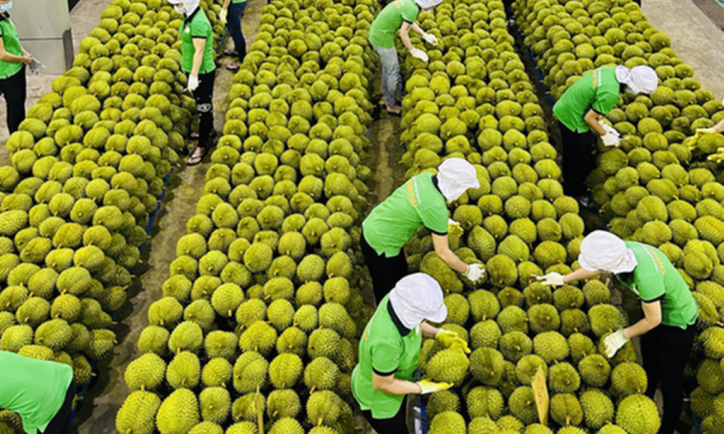 Xuất khẩu sầu riêng đã sôi động trở lại.