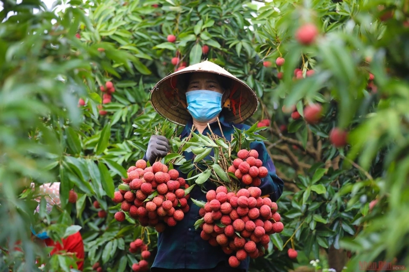 Vải thiều Thanh Hà, Hải Phòng là một trong những sản phẩm nông nghiệp giá trị cao, được nhiều thị trường ưa chuộng