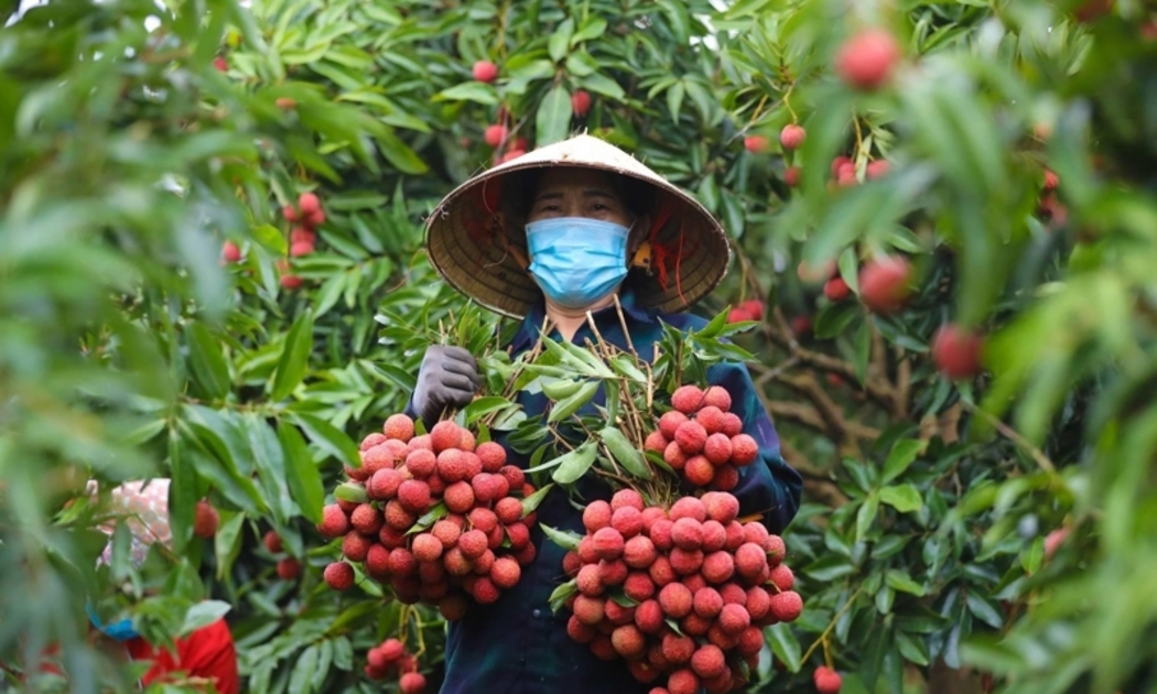 Vải thiều Thanh Hà, Hải Phòng là một trong những sản phẩm nông nghiệp giá trị cao, được nhiều thị trường ưa chuộng