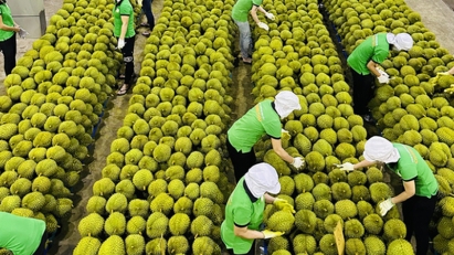 Fruit and vegetable exports bounce back 