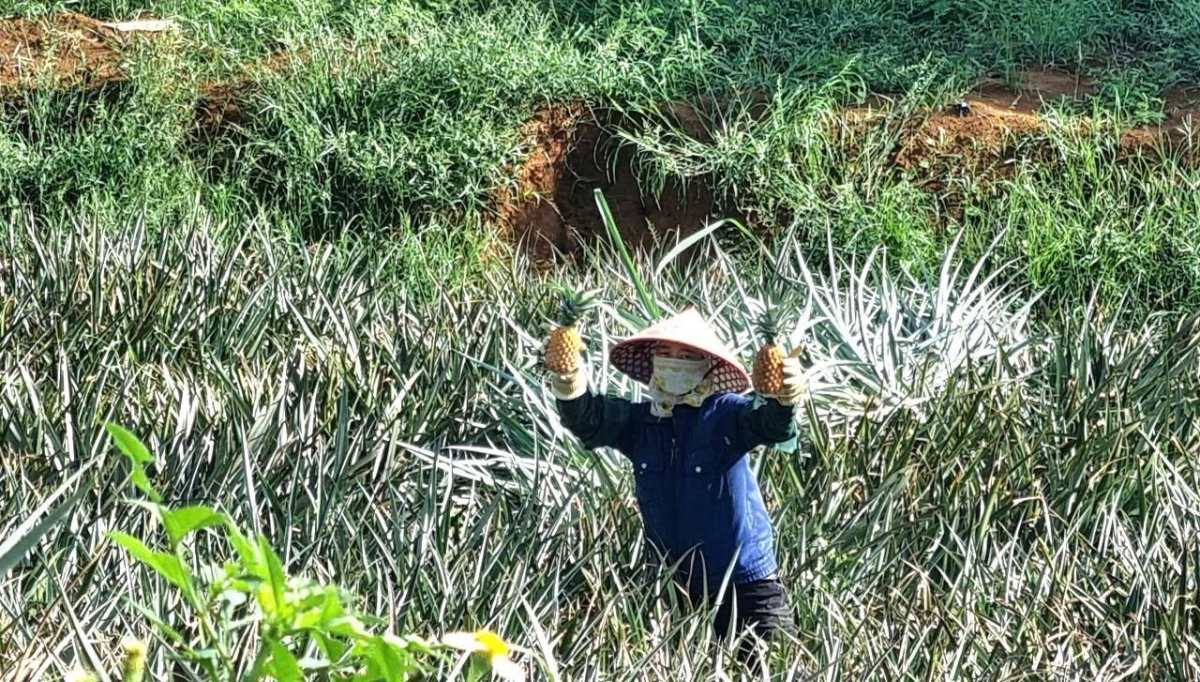 Dứa ở Tam Điệp chủ yếu l&agrave; giống Queen loại n&agrave;y quả nhỏ, vỏ v&agrave;ng đẹp, vị gi&ograve;n ngọt n&ecirc;n rất được thị trường ưa chuộng.