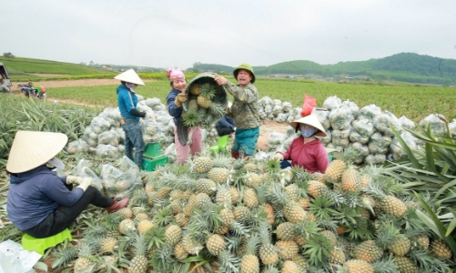 Dứa được mùa được giá, nông dân phấn khởi