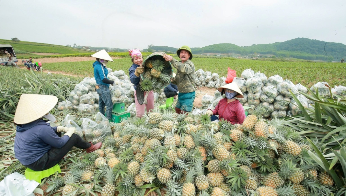Nông dân trồng dứa tại Quỳnh Thắng, Nghệ An vui mừng được mùa, được giá. Ảnh: Thanh Phúc