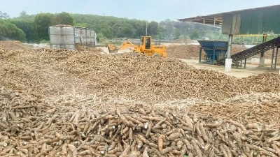 Cassava export value totals over $700 mln in H1