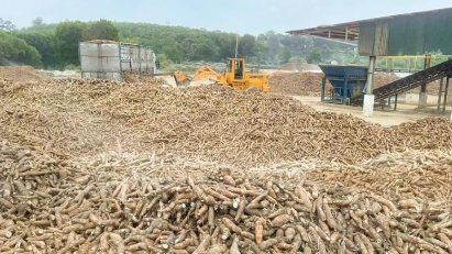 Cassava export value totals over $700 mln in H1