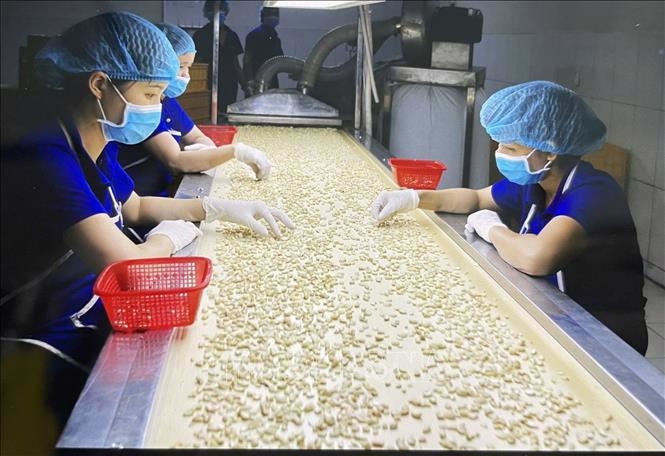 Cashew exports earn $2.36 bln in H1