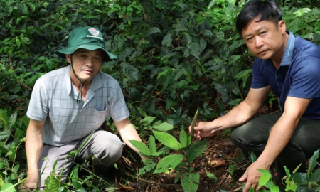 Ban Quản lý rừng phòng hộ Lang Chánh triển khai trồng thử nghiệm cây sâm Lai Châu tại Pù Rinh