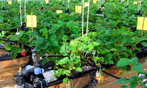 Thúc đẩy kinh tế tuần hoàn trong nông nghiệp: Cần đòn bẩy chính sách từ sản xuất đến tiêu thụ