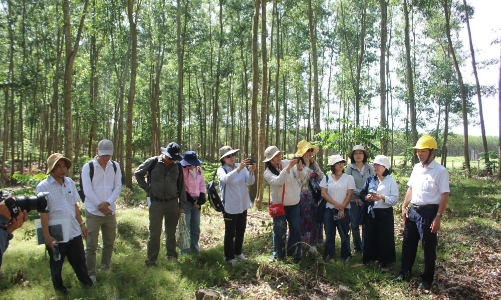 Thúc đẩy quản lý rừng bền vững từ các mô hình trồng rừng chu kỳ dài