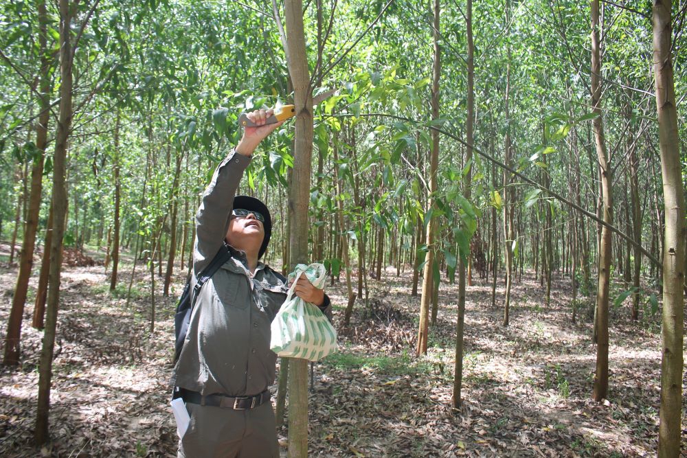 Áp dụng các kỹ thuật lâm sinh tiên tiến để cây rừng sinh trưởng cho gỗ đáp ứng yêu cầu sản xuất đồ gỗ. Ảnh Chu Khôi