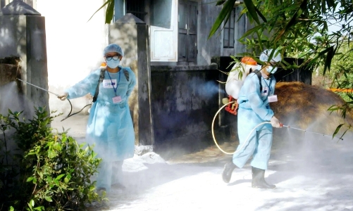 Bộ Y tế khuyến cáo phòng bệnh liên cầu lợn