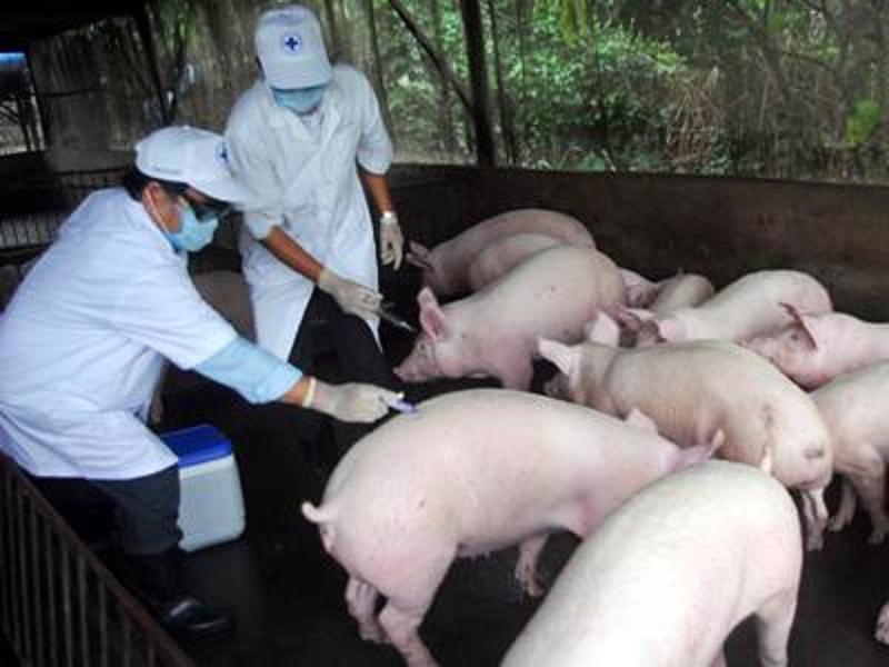 Từ đầu năm đến nay cả nước đã xuất hiện trên 514 ổ dịch tả lợn châu Phi tại 28/34 tỉnh, thành phố. Ảnh minh họa.