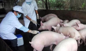 Thủ tướng yêu cầu khẩn trương phòng, chống dịch tả lợn châu Phi