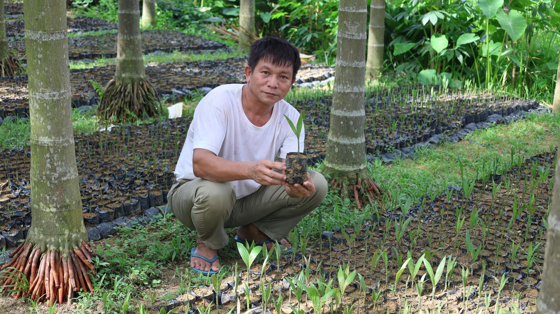 Năm 2024, ông xuất ra thị trường 30.000 cây giống.