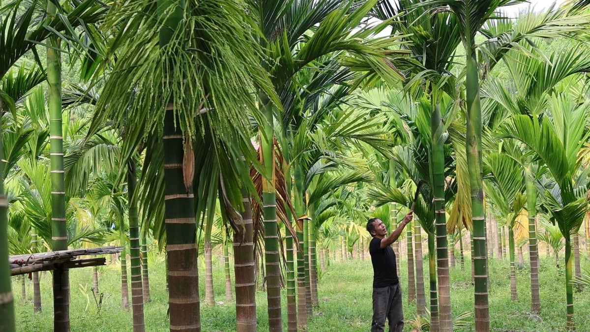 Ông Hà Văn Oanh chuyển đối 1 ha cây trồng kém hiệu quả sang trồng cau.