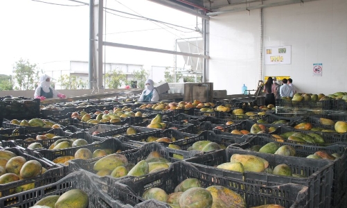 Nâng giá trị nông sản vùng Tây Bắc: Tập trung vào chế biến sâu