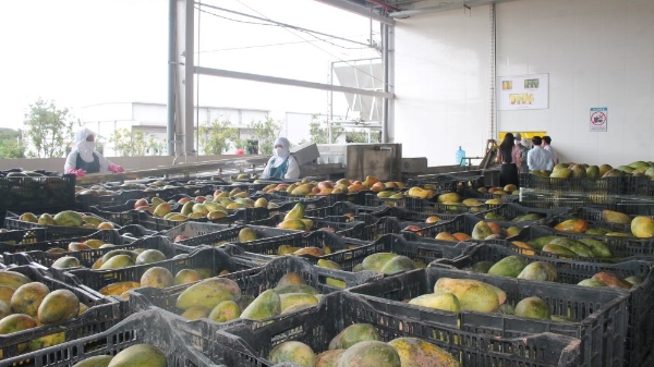 Nâng giá trị nông sản vùng Tây Bắc: Tập trung vào chế biến sâu