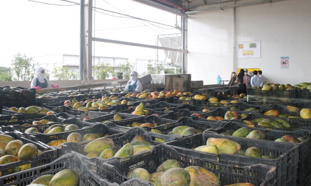 Xoài nguyên liệu trước khi đưa vào chế biến tại nhà máy Doveco ở Sơn La. Ảnh Chu Khôi.