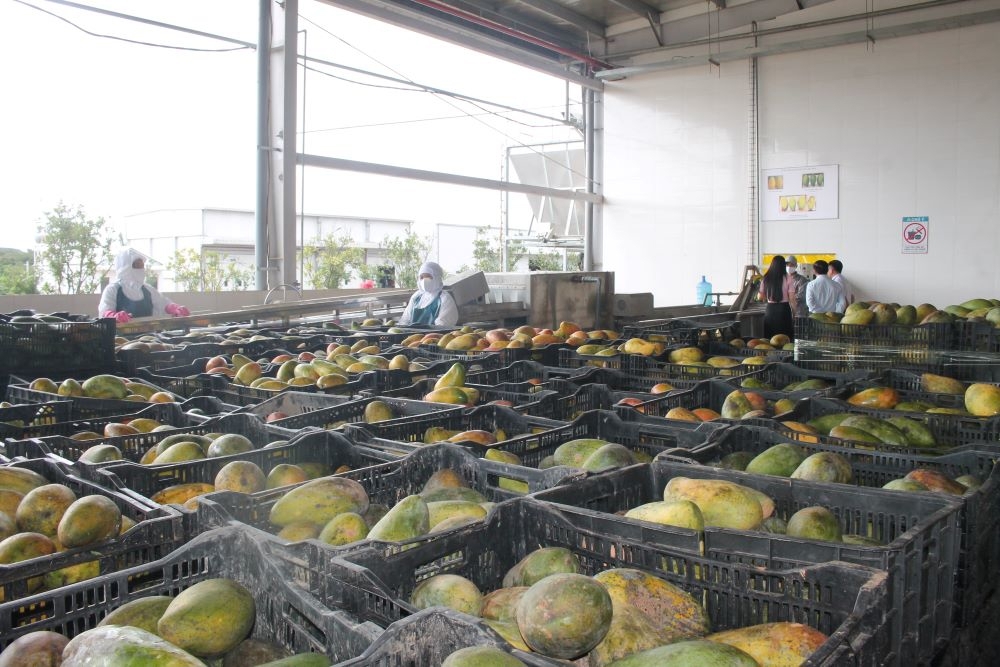 Xoài nguyên liệu trước khi đưa vào chế biến tại nhà máy Doveco ở Sơn La. Ảnh Chu Khôi.