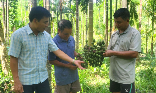 Nông dân miền núi thu hàng trăm triệu đồng mỗi năm từ chuyển đổi trồng cau.