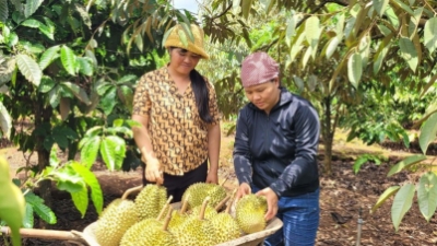 7M fruit and vegetable export revenue expected at $3.83 bln 