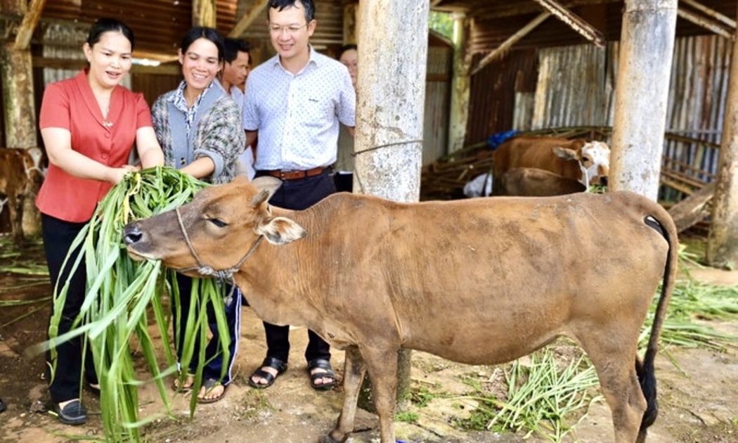 Chương trình hỗ trợ nuôi bò sinh sản cho hộ nghèo đã được triển khai ở nhiều địa phương, giúp người dân cải thiện kinh tế, tăng thu nhập. Ảnh DH