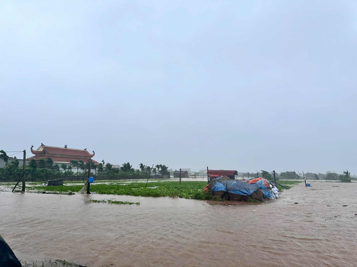 Cảnh hoa m&agrave;u bị ngập lụt tại x&atilde; Rạng Đ&ocirc;ng, Ninh B&igrave;nh.