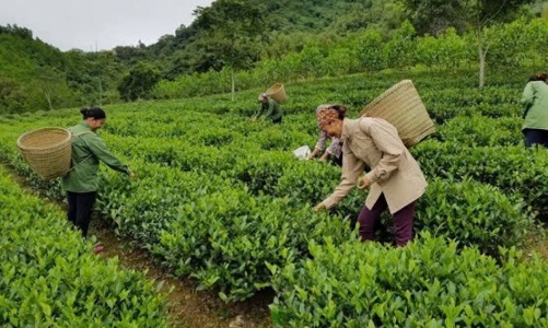 Giao khoán đất trong công ty nông nghiệp: Đã đến lúc cần một cơ chế mới