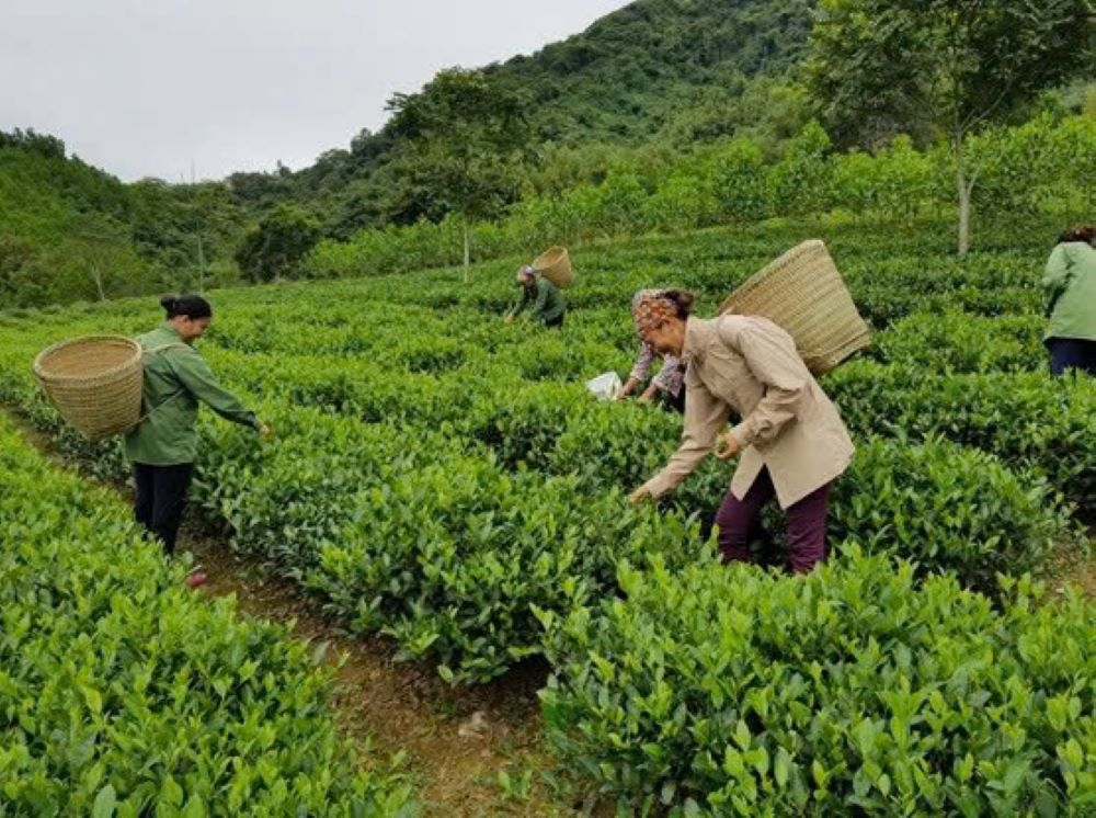 Nhiều hộ dân nhận giao khoán đất từ công ty nông nghiệp, đã sản xuất trồng trọt đem lại thu nhập ổn định.