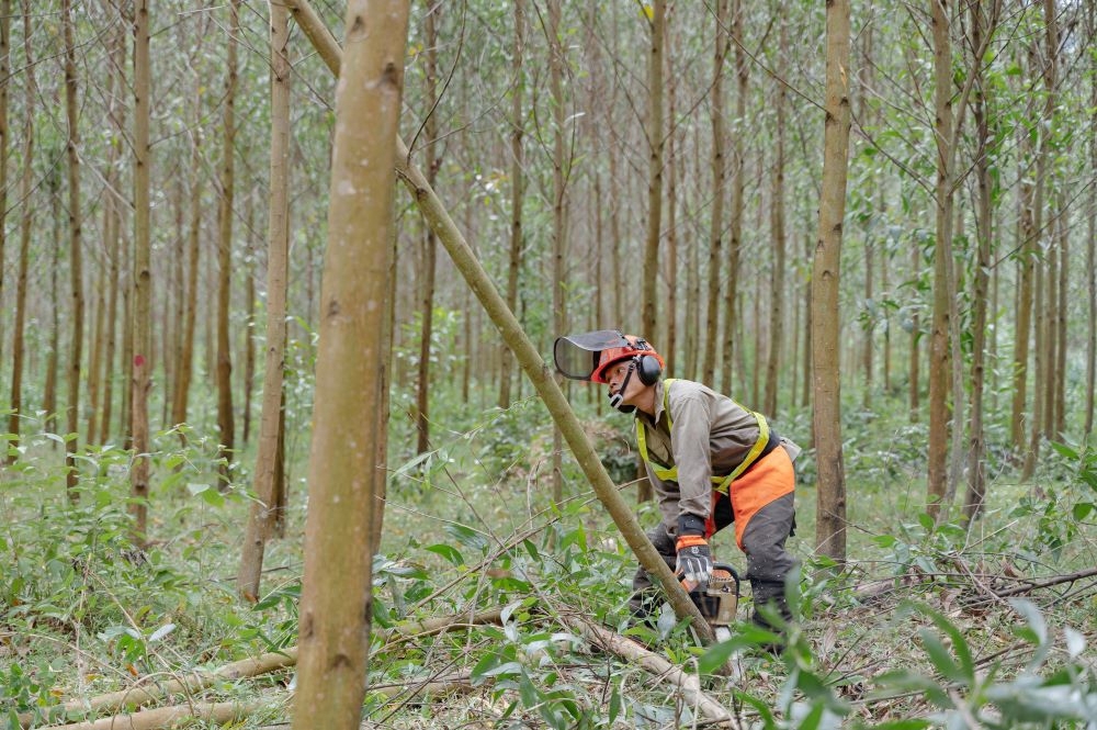 Đốn tỉa những c&acirc;y gỗ kh&ocirc;ng đạt ti&ecirc;u chuẩn tại&nbsp;C&ocirc;ng ty TNHH L&acirc;m nghiệp Quy Nhơn.