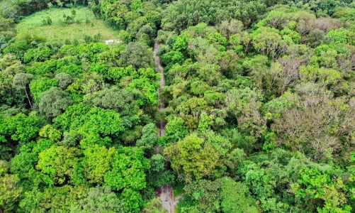 Huế trồng hơn 70 ha rừng thay thế để ứng phó biến đổi khí hậu