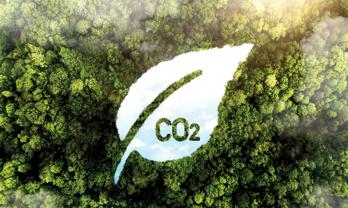 EU gặp thách thức để đạt các mục tiêu khí hậu do rừng suy yếu hấp thụ ít CO2 hơn