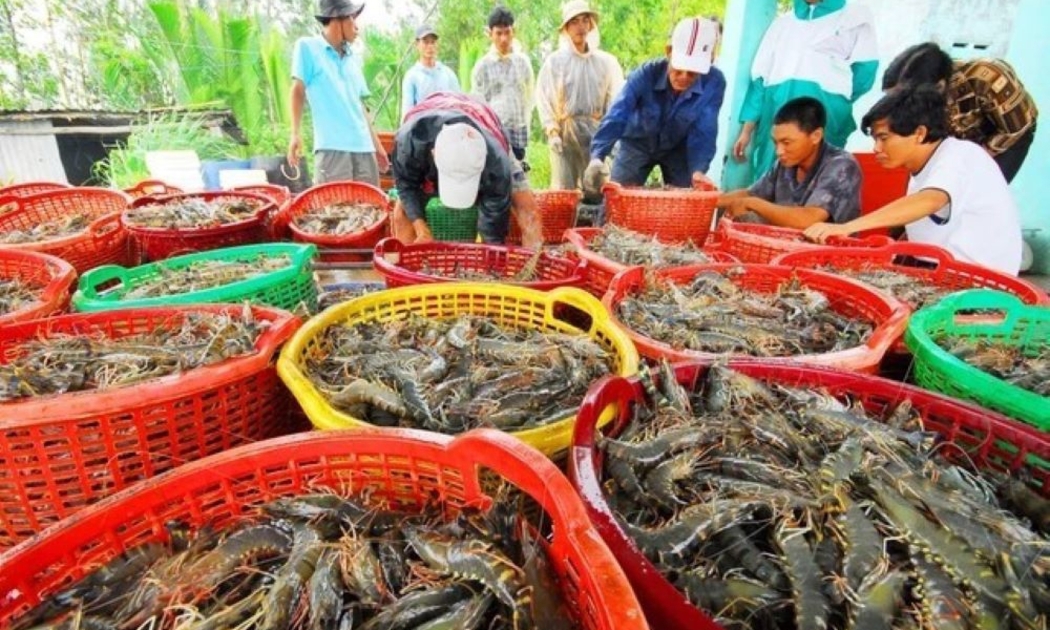 Xuất khẩu tôm sang EU ghi nhận tăng trưởng mạnh.