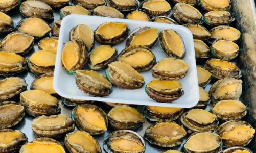 Nhiều loại hải sản “quý tộc” hút khách khi về Việt Nam