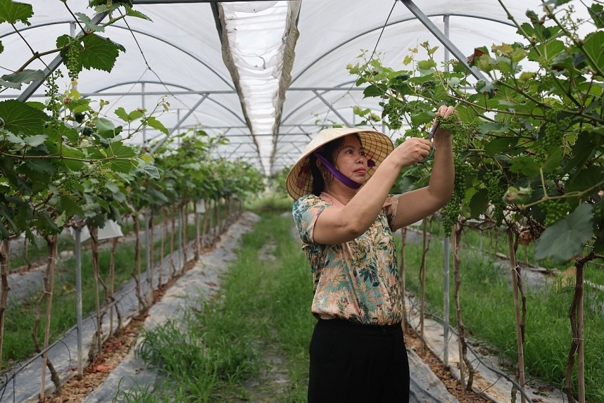 Với những nỗ lực trong suốt gần 7 năm qua, gia đ&igrave;nh chị Hiền đ&atilde; hồi sinh đồng đất bỏ hoang th&agrave;nh n&ocirc;ng trại hữu cơ.
