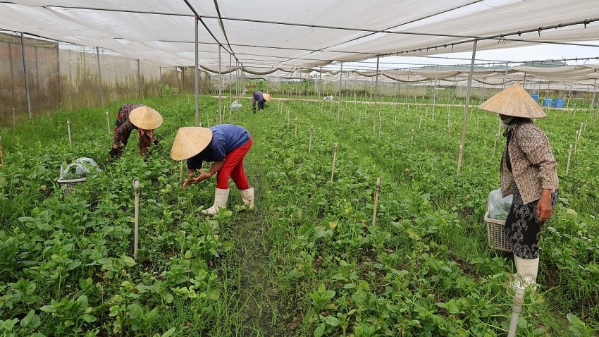 N&ocirc;ng trại của chị Hiền tạo việc ổn định cho khoảng 20 lao động địa phương.