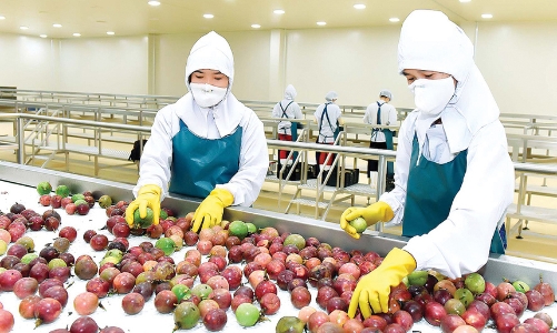 Thị trường Canada: “Sân chơi” lớn cho trái cây tươi Việt Nam