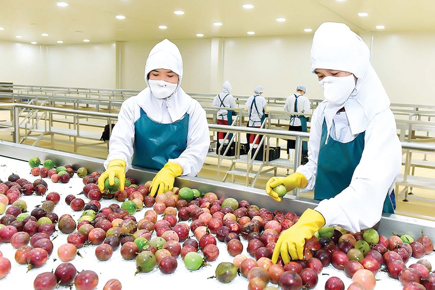 Xuất khẩu chanh, bưởi của Việt Nam sang thị trường Canada tăng tới 483% sau CPTPP.