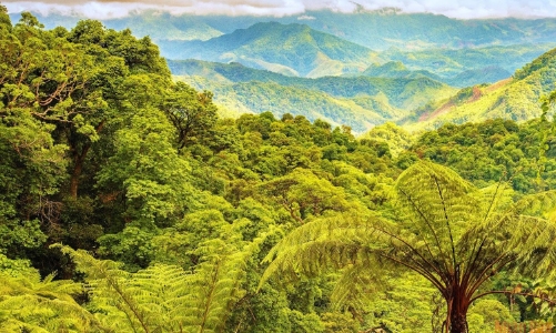 Hơn 326 tỷ đồng từ ERPA đến tay những người giữ rừng Quảng Trị