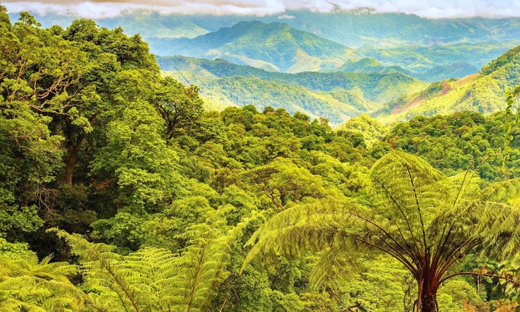Rừng Động Châu, Quảng Trị