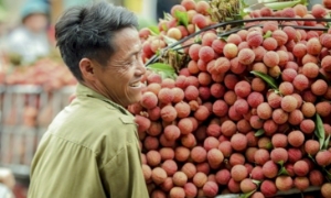 Vải thiều Bắc Ninh, Hải Phòng bứt phá trên thị trường nông sản toàn cầu